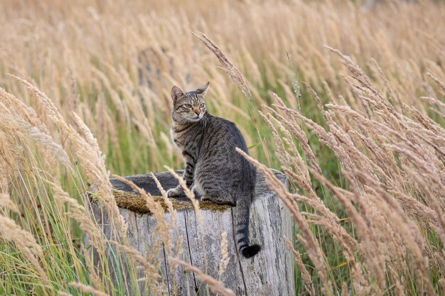 Foto tabby kat in het bos