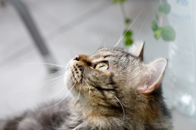 tabby kattenogen, Close-up van Hypnotic Cat Eyes