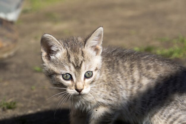 Photo tabby kitten play outside