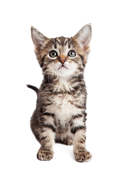 前を向いて座るとら子猫