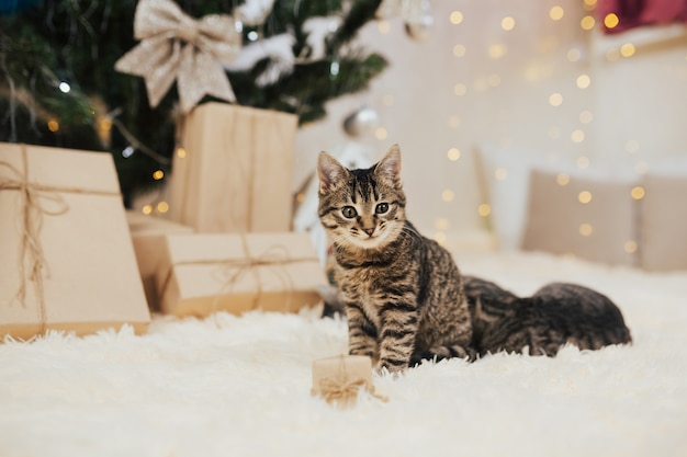 Tabby kitten sitting on fluffy plaid next to a little gift box.