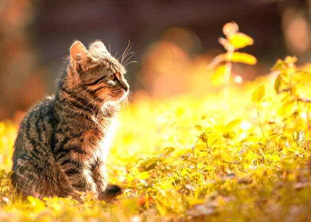 Foto tabby kitten zittend op het gras