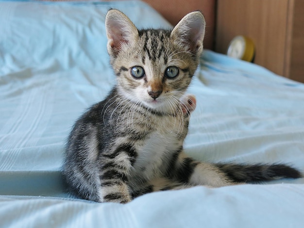 Tabby kittens hebben zich misdragen op het bed