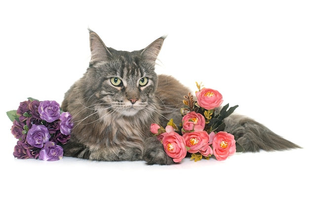 tabby maine coon