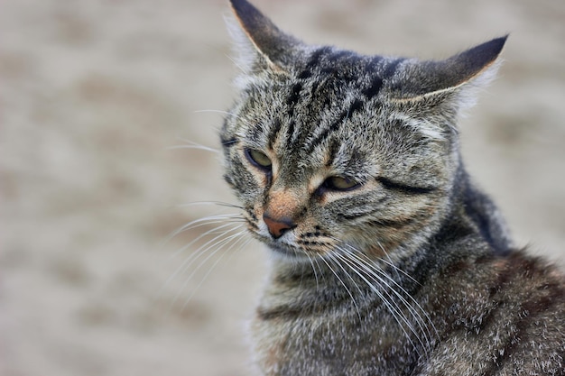 太陽の下でぶち猫の混合品種の猫の目を細める砂浜の背景に猫の肖像画