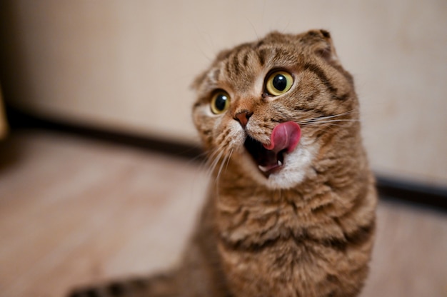 Tabby Scottish fold-kat met open mond en tong die uit op voedsel wachten. Gezond kattendieet