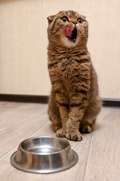 Tabby Scottish fold-kat naast een voedselkom die op voedsel wacht. Gezond kattendieet