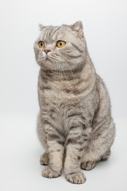 Tabby sits on white background