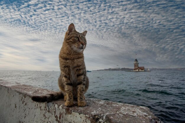 Foto gatto randagio tabby nella torre delle fanciulle di istanbul