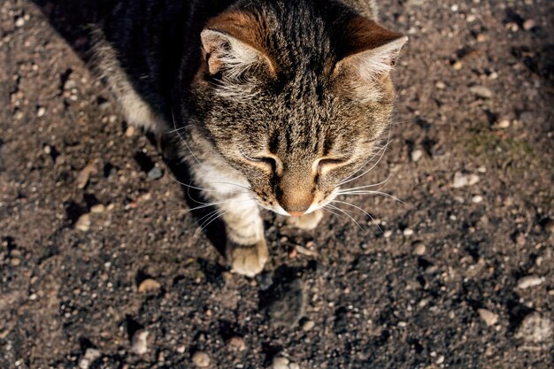 舗装上のぶち猫がクローズアップ