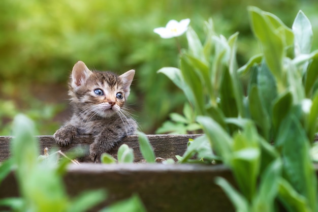 緑の草の夕日の光の中でぶちの若い猫や子猫