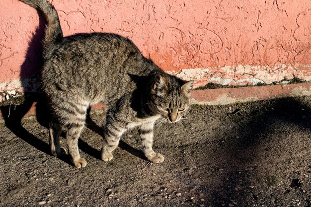 Tabby zwerfkat op de stoep en schaduw