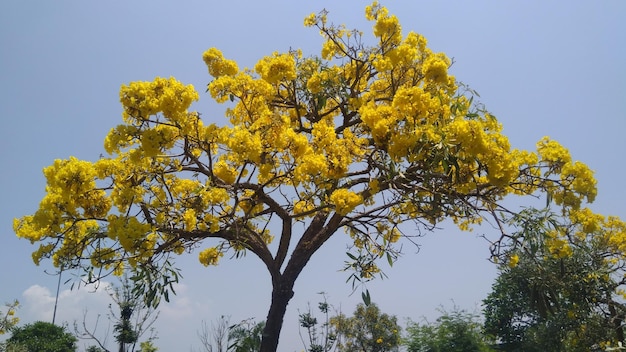 사진 타베부아 아르젠테아 브리트 (tabebuia argentea britta) 는 파라과이의 황금나무 또는 은 트럼 나무로 꽃을 피운 노란색 꽃이다.