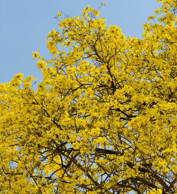 사진 tabebuia chrysotricha의 노란색 꽃은 봄에 파란 하늘 바탕에 꽃을 피운다.
