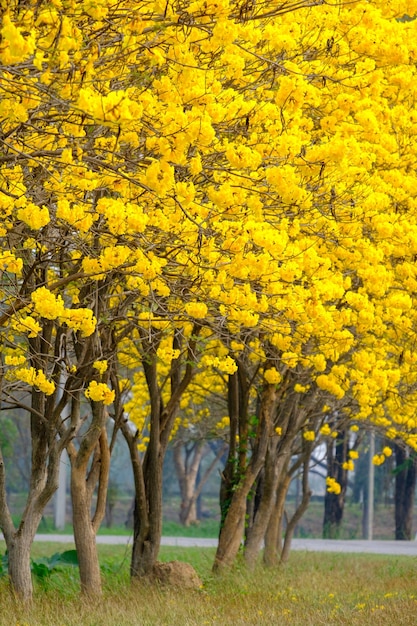 Tabebuia chrysotricha желтые цветы