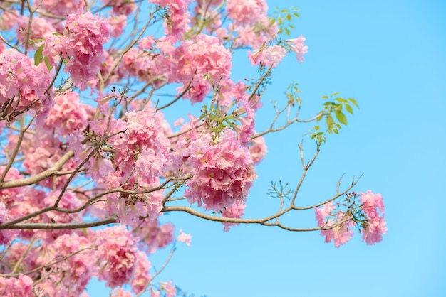 Tabebuia rosea is een neotropische boom met een roze bloem en een blauwe lucht