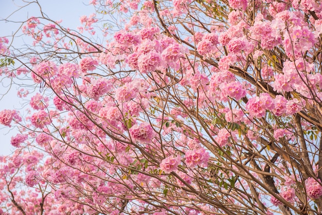 Tabebuia rosea is een neotropische boom met een roze bloem