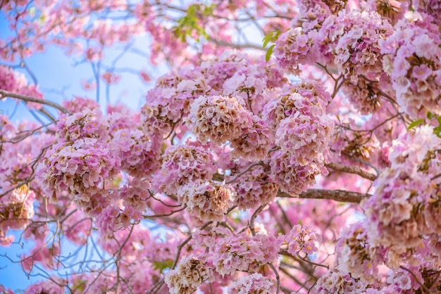 Tabebuia rosea는 핑크 플라워 네오 트로픽 트리와 푸른 하늘입니다. 일반적인 이름 핑크 트럼펫 나무, 핑크 p