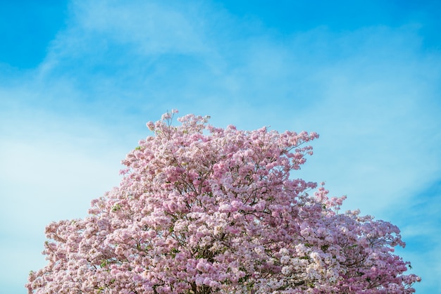 Tabebuia rosea는 핑크 플라워 네오 트로픽 트리와 푸른 하늘입니다