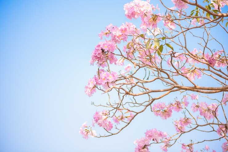 Tabebuia rosea - розовое цветочное неотропическое дерево и голубое небо.