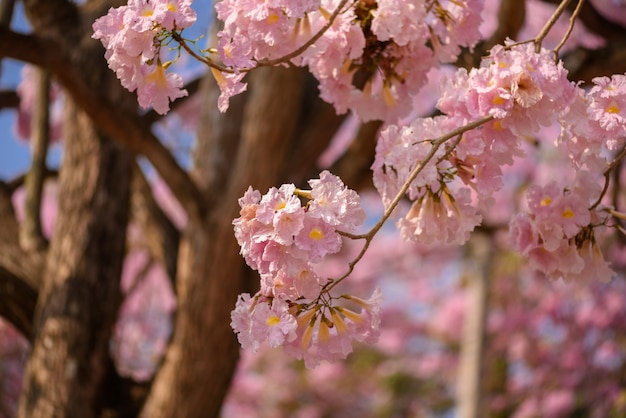 Tabebuia roseaはピンクの花新緑の木です