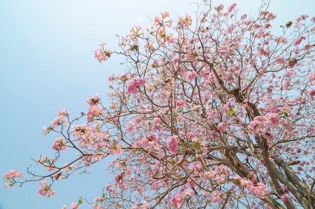 Tabebuia rosea в Таиланде