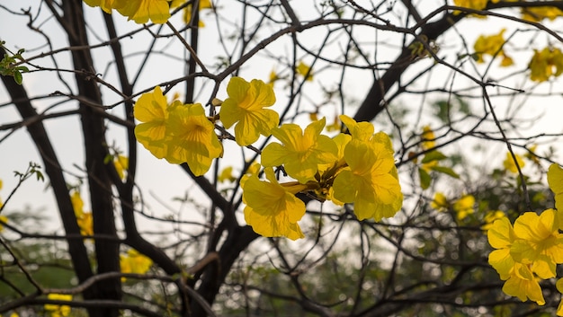 Tabebuia spectabilis