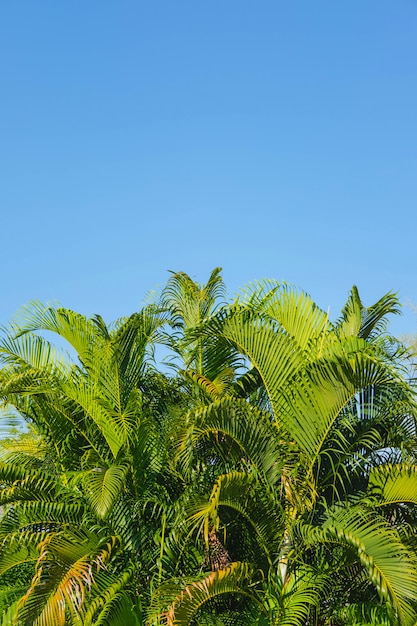 ヤシの木と空のテーブルの葉夏のコンセプト