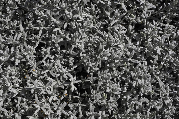 The table of many grey leaves. Grey leaf table.