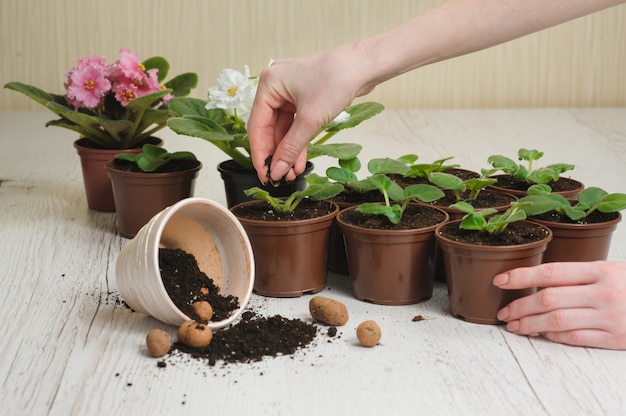 Table with flower pots, potting soil and plants