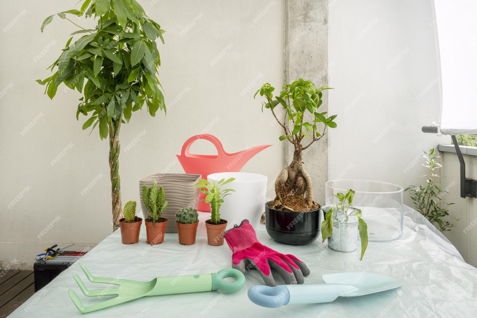 Premium Photo | Table with gardener's utensils ficus ginseng pachira  aquatica and cactus with watering can and flowerpots