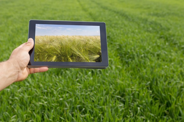 Tablet gebruiken op tarweveld. Moderne landbouw. Tarwe futures-concept.