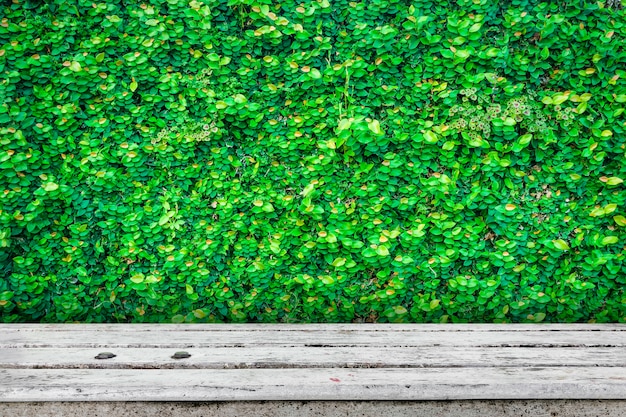 Tabletop with green plant nature background