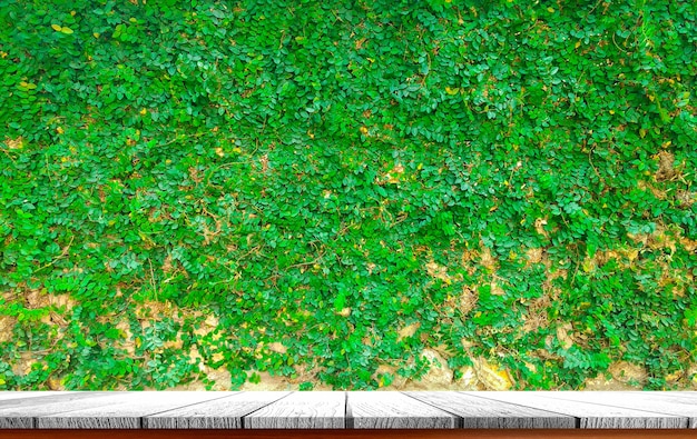 Photo tabletop with plant background