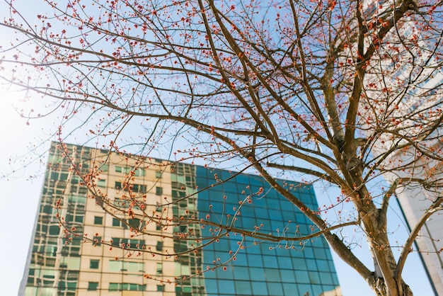 Photo tacoma washington usa march 2021 tree branches on the background of a building in downtown