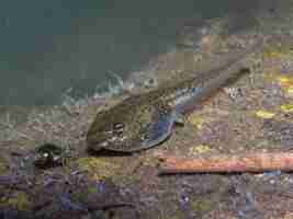 Photo tadpole with snail