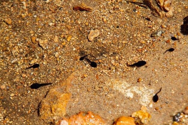 Photo tadpoles in an outdoor pond in rio de janeiro brazil