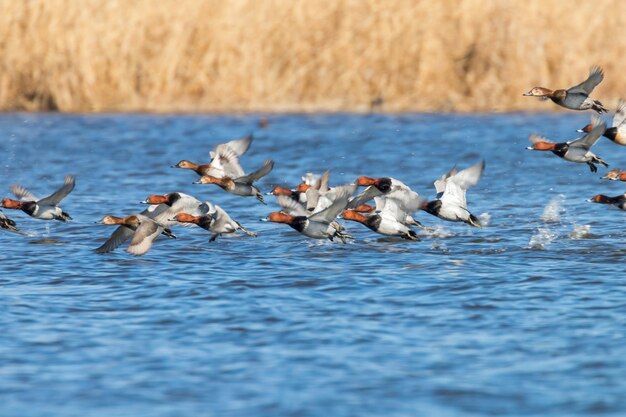 Tafeleend eenden die over water vliegen (aythya ferina)