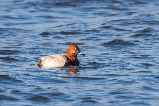 Tafeleend mannetje zwemmen in het meer (Aythya ferina)