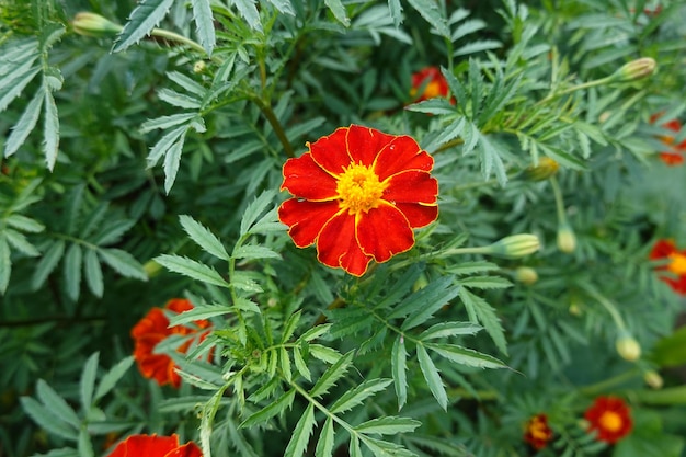 Tagete teelt in de achtertuin Tage Patula bloem in de tuin Bloemen trekken bijen aan