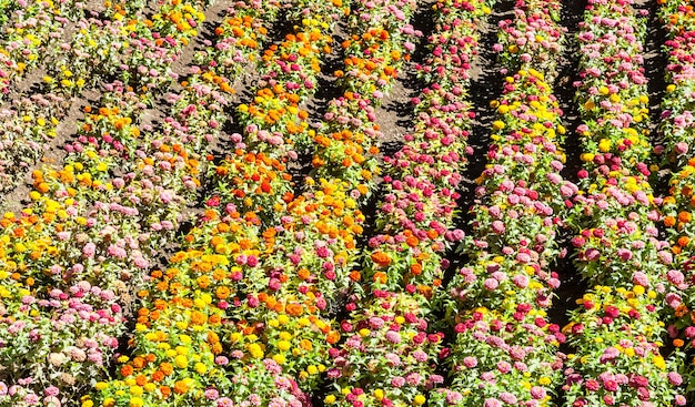 Tagetes colored field, cultivated during spring season