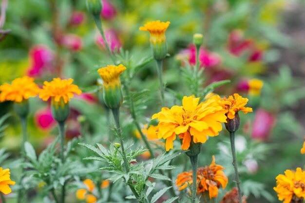 Tagetes erecta bloem met gele bloemblaadjes en groene bladeren afkomstig uit Mexico