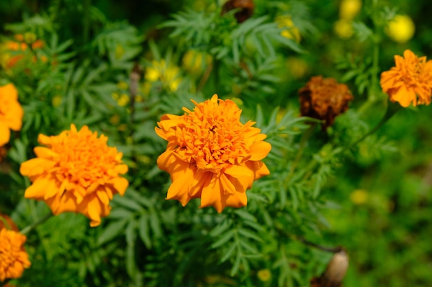 tagetes erecta, de Azteekse goudsbloem, Mexicaanse goudsbloem, grote goudsbloem. Afrikaanse goudsbloem. tuinieren.