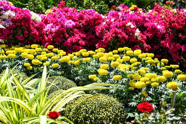 Tagetes erecta, de Azteekse goudsbloem of Mexicaanse goudsbloembloemen die groeien als decor voor Tet Lunar New Ye