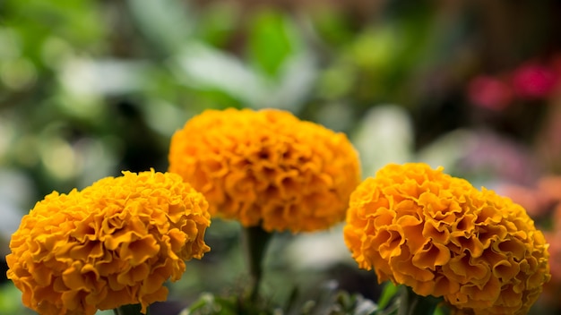 Tagetes gele goudsbloem bloei