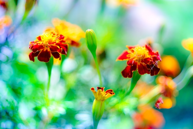 Tagetes Goudsbloembloem die over een onscherpe kleurrijke achtergrond bloeien