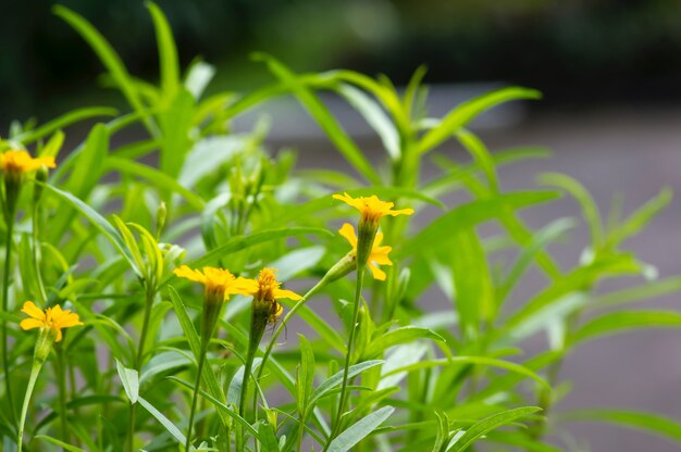 Tagetes lucida (Mexicaanse Dragon) gele bloemen, geselecteerde focus