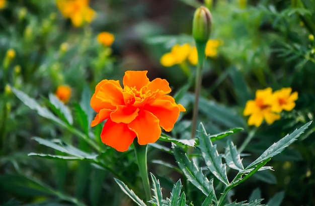 Tagetes or Marigold flowers in sunlight