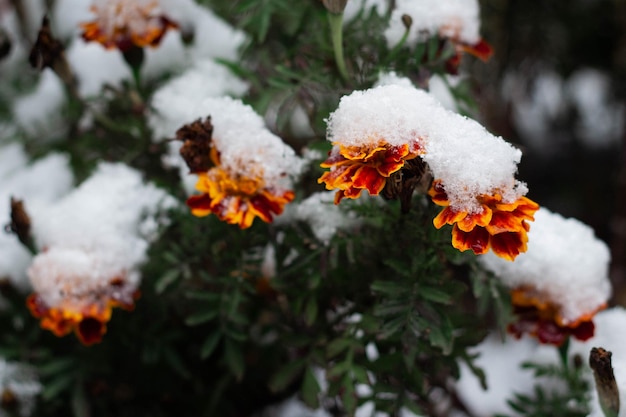 Tagetes marigold red flower under snow