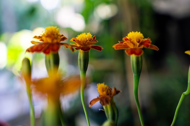 Tagetes patula de Franse goudsbloem is een soort bloeiende plant in de madeliefjesfamilie